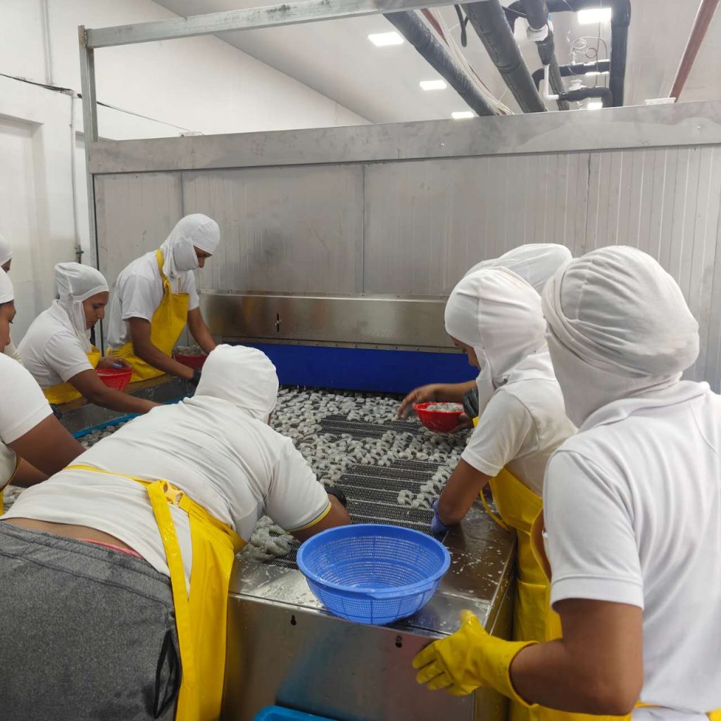 Workers in protective gear processing fresh shrimp in a cold aquatic products processing room at -2°C to 2°C